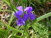 Mom's flowers 007.JPG