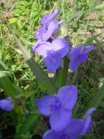 Mom's flowers 011.JPG