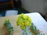 river plant 002.JPG