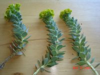 river plant 003.JPG
