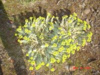 river plant 004.JPG