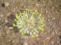 river plant 005.JPG