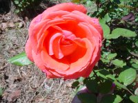 Mom's flowers 001.JPG