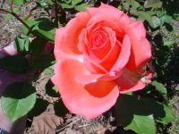 Mom's flowers 002.JPG