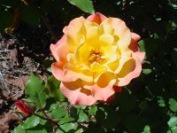 Mom's flowers 003.JPG