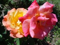 Mom's flowers 004.JPG