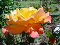 Mom's flowers 005.JPG