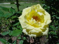 Mom's flowers 006.JPG