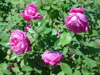 Mom's flowers 007.JPG