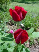 Mom's flowers 008.JPG