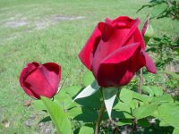 Mom's flowers 009.JPG