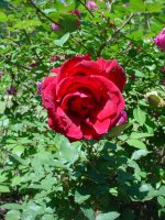 Mom's flowers 010.JPG