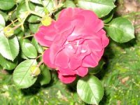 tn_Roses 004.JPG