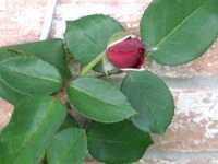 tn_Roses 005.JPG