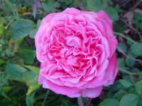 Moms flowers 015.JPG