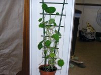 Nasturtiums in a Pot 12 April 09.jpg