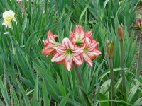 Amary flower.jpg