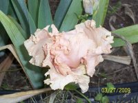 peach iris.jpg