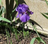 Purple iris.jpg