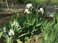 tn_April 17, 2009 016.JPG