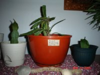 Garden and house plants 004.JPG