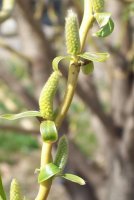 willowbud.jpg