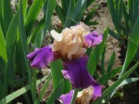 tn_flowers 1 006.JPG