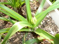 yard and garden 002.JPG
