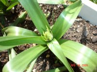 yard and garden 003.JPG