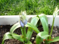 yard and garden 004.JPG