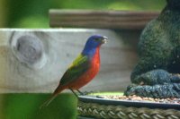 Bluebird3 edit.JPG