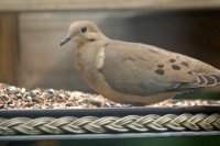 Dove1_edited.JPG