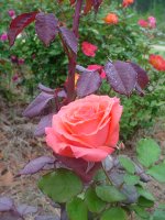 Mom's flowers 012.JPG