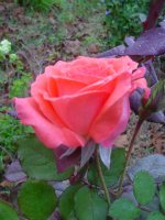 Mom's flowers 002.JPG