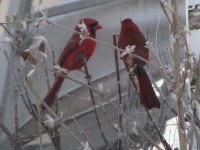 c Prettybird mir imge..jpg
