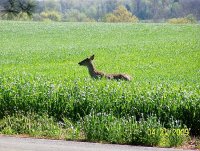 Copy of deer 1.jpg