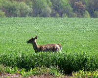 Copy of deer 2.jpg