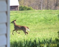 Copy of deer 3.jpg