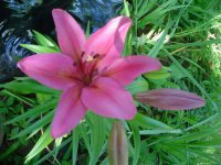 MOMS FLOWERS 010.JPG