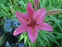 MOMS FLOWERS 011.JPG