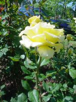 MOMS FLOWERS 004.JPG