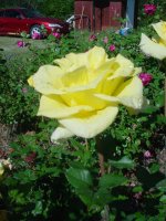 MOMS FLOWERS 006.JPG