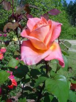 MOMS FLOWERS 002.JPG