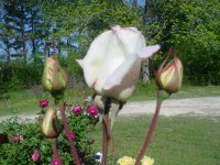 MOMS FLOWERS 007.JPG