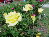 MOMS FLOWERS 005.JPG