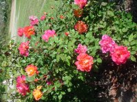 MOMS FLOWERS 009.JPG