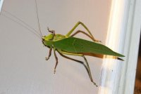 Leaf Bug.JPG