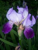 tn_Judy's iris.jpg