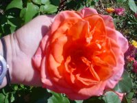 MOMS FLOWERS 008.JPG