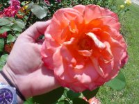 MOMS FLOWERS 009.JPG